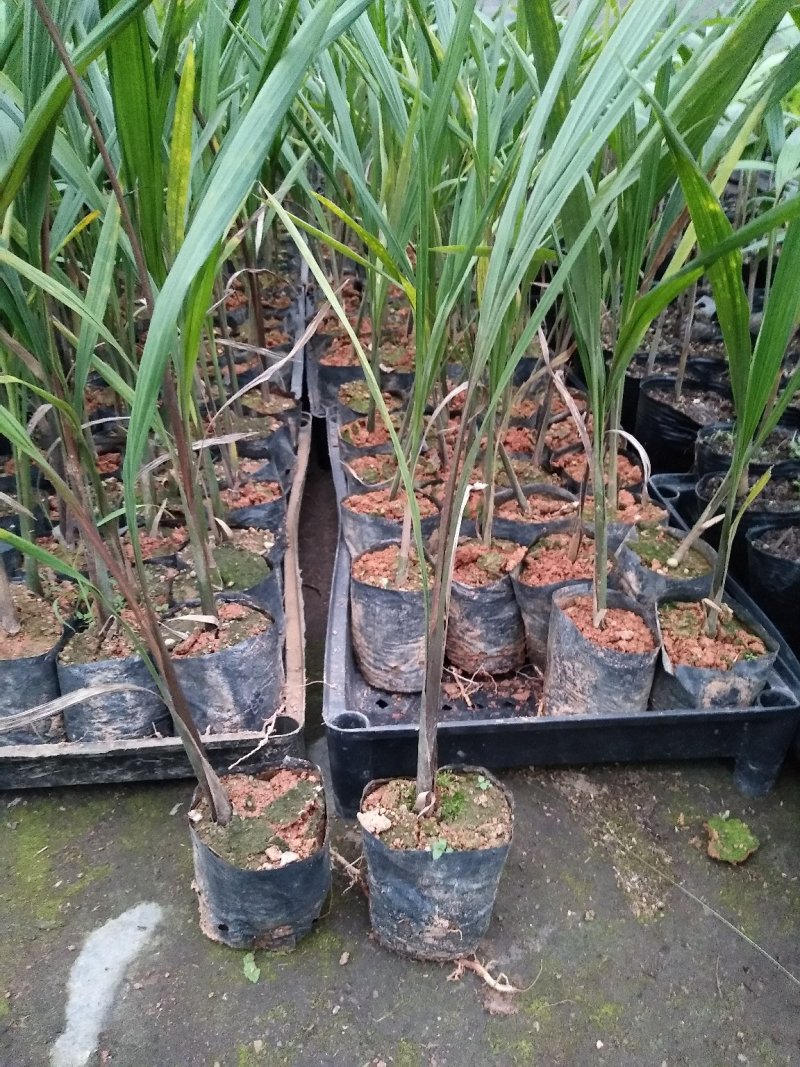 大王椰子树苗庭院行道植物园林绿化苗木四季常青