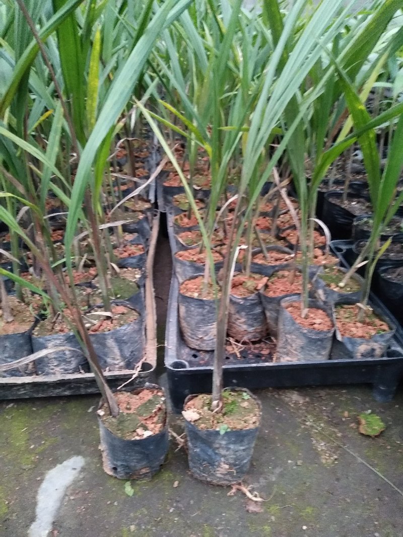 大王椰子树苗庭院行道植物园林绿化苗木四季常青
