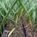 大王椰子树苗庭院行道植物园林绿化苗木四季常青