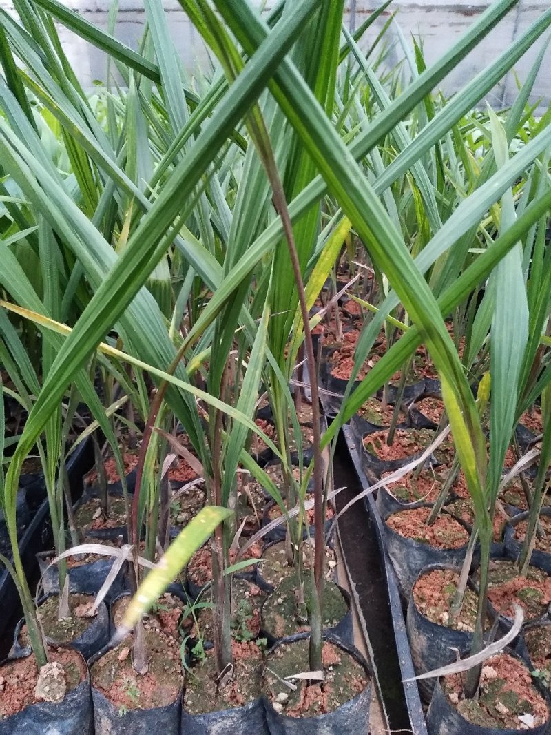 大王椰子树苗庭院行道植物园林绿化苗木四季常青