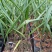 大王椰子树苗庭院行道植物园林绿化苗木四季常青