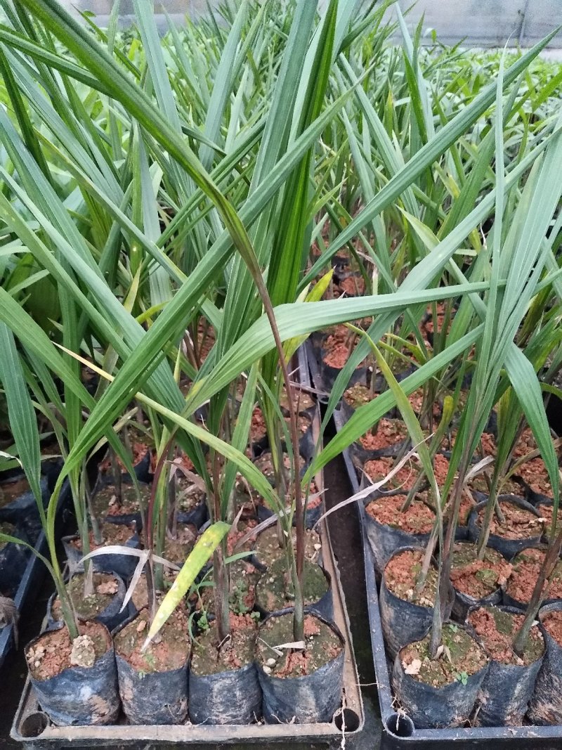 大王椰子树苗庭院行道植物园林绿化苗木四季常青