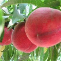 桃树苗一红不软桃苗，果子大，甜而脆，耐收藏。品种优异