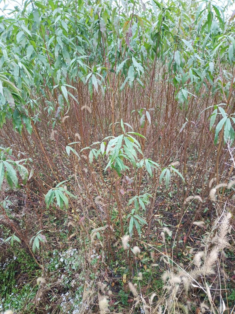 桃树苗一红不软桃苗，果子大，甜而脆，耐收藏。品种优异