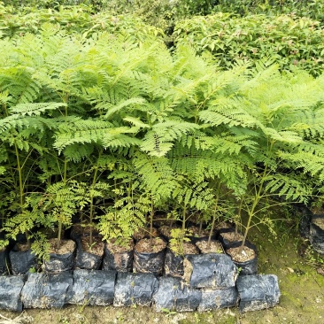 蓝花楹袋苗庭院盆栽地栽绿化植物开花植物