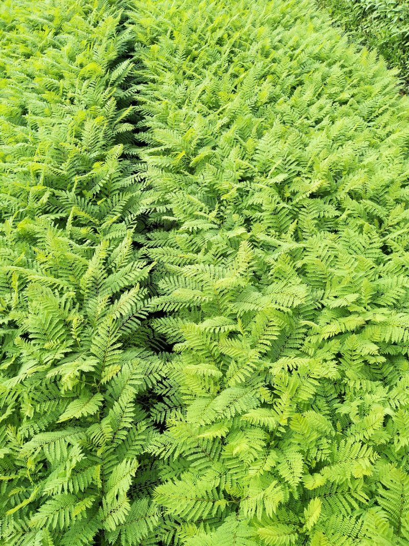 蓝花楹袋苗庭院盆栽地栽绿化植物开花植物