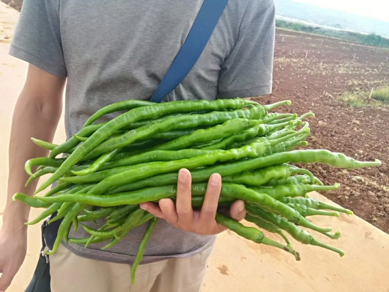 特长黄线椒苗、黑线椒苗、陇椒苗、牛角羊角尖椒苗