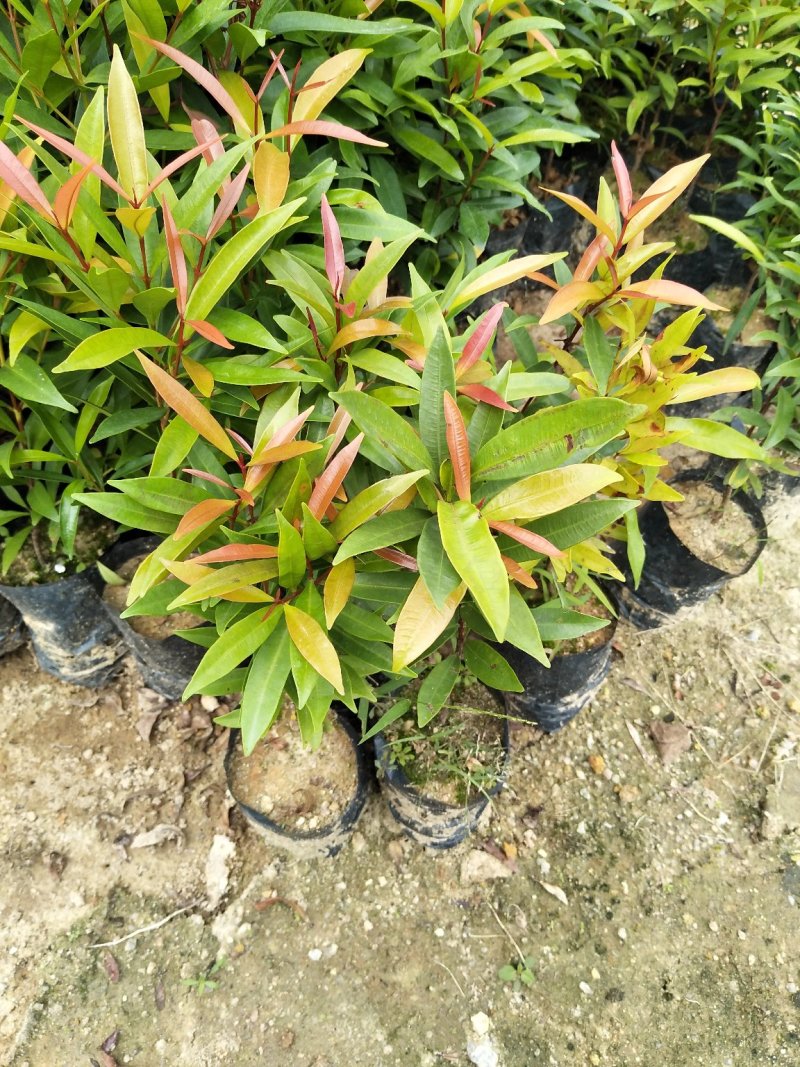 红车种苗红车袋苗庭院绿化彩色植物四季常青