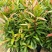 红车种苗红车袋苗庭院绿化彩色植物四季常青