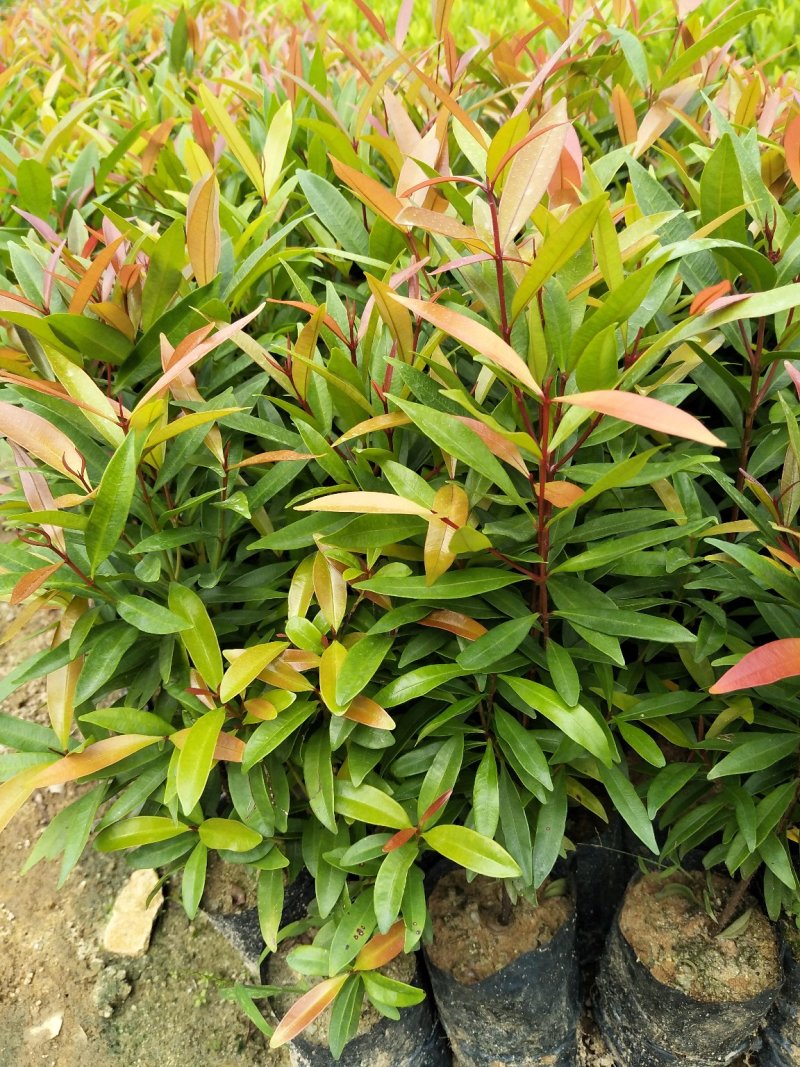 红车种苗红车袋苗庭院绿化彩色植物四季常青