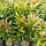 红车种苗红车袋苗庭院绿化彩色植物四季常青