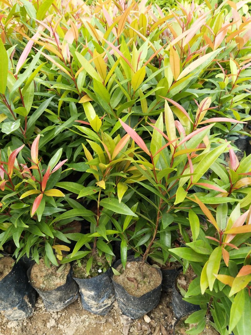 红车种苗红车袋苗庭院绿化彩色植物四季常青