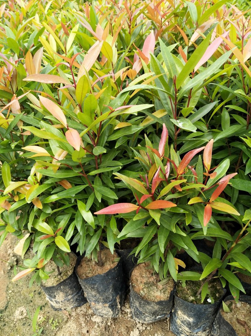 红车种苗红车袋苗庭院绿化彩色植物四季常青