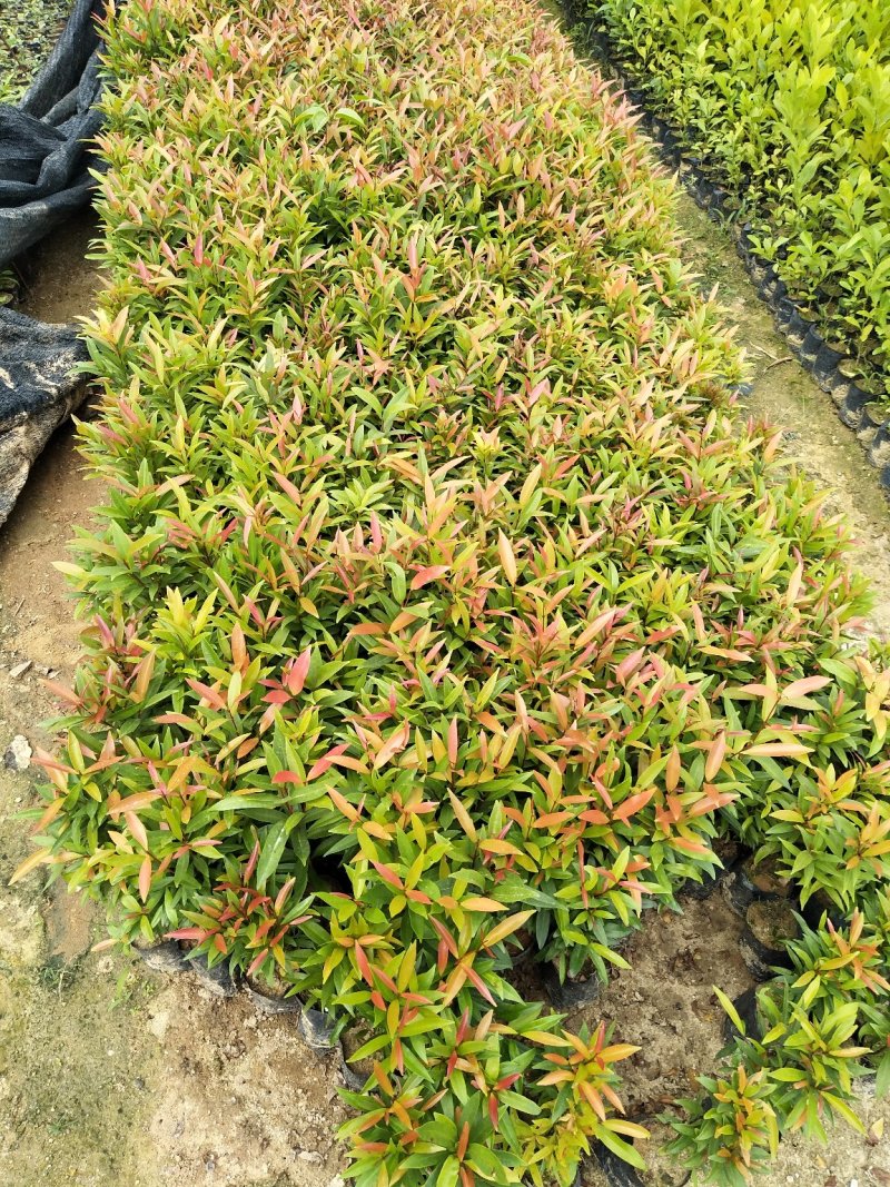 红车种苗红车袋苗庭院绿化彩色植物四季常青