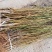 个头大晚熟蟠桃苗瑞蟠101基地发货保湿邮寄