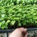 八角金盘筛盆苗盆栽花卉室内观叶植物四季常青绿植