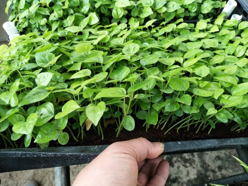 八角金盘筛盆苗盆栽花卉室内观叶植物四季常青绿植