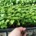 八角金盘筛盆苗盆栽花卉室内观叶植物四季常青绿植
