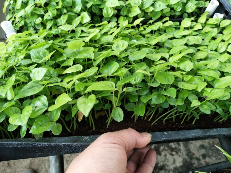 八角金盘筛盆苗盆栽花卉室内观叶植物四季常青绿植