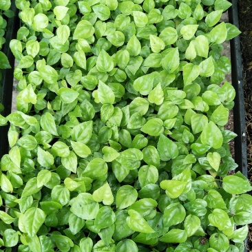 八角金盘筛盆苗盆栽花卉室内观叶植物四季常青绿植