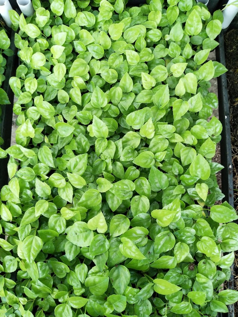 八角金盘筛盆苗盆栽花卉室内观叶植物四季常青绿植