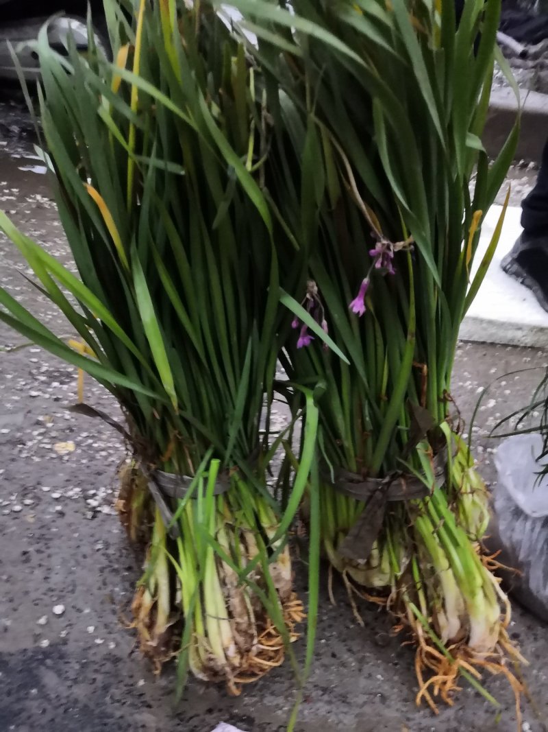 紫娇花