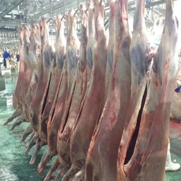 牛羊肉批发