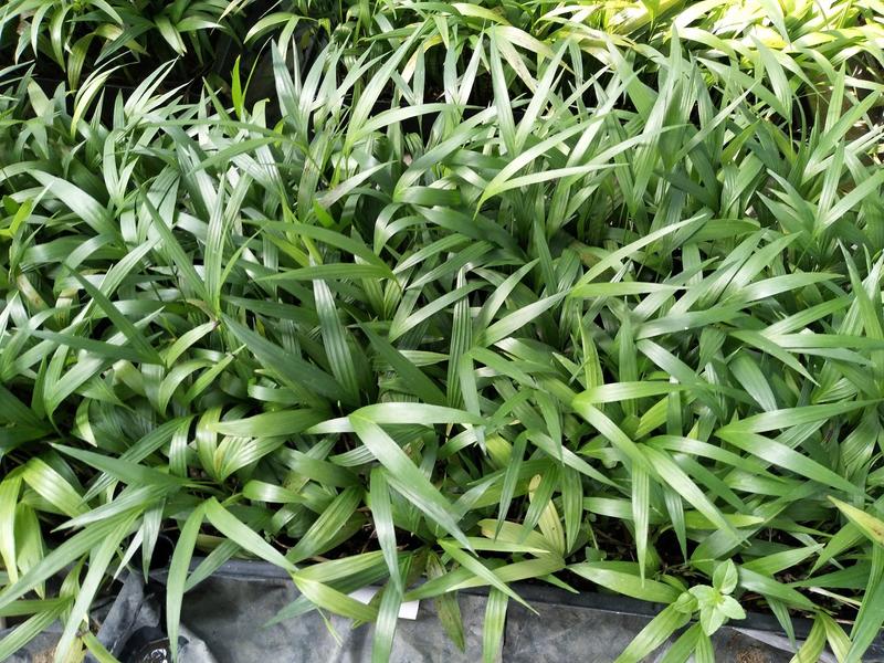 夏威夷椰子苗盆栽花卉室内观叶植物四季常青绿植