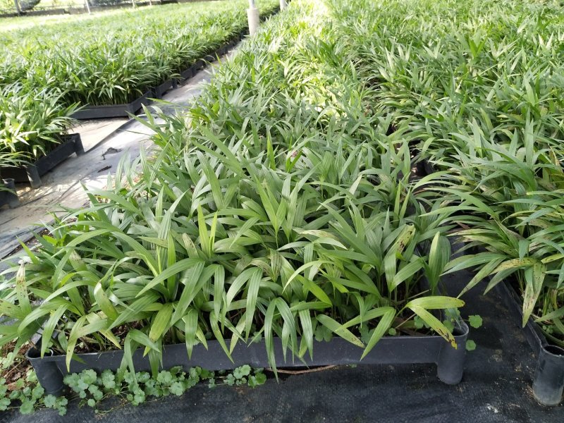 夏威夷椰子苗盆栽花卉室内观叶植物四季常青绿植