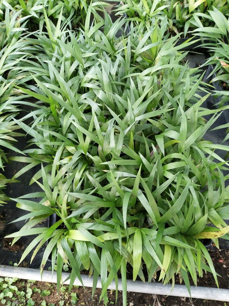 夏威夷椰子苗盆栽花卉室内观叶植物四季常青绿植