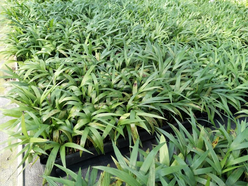夏威夷椰子苗盆栽花卉室内观叶植物四季常青绿植