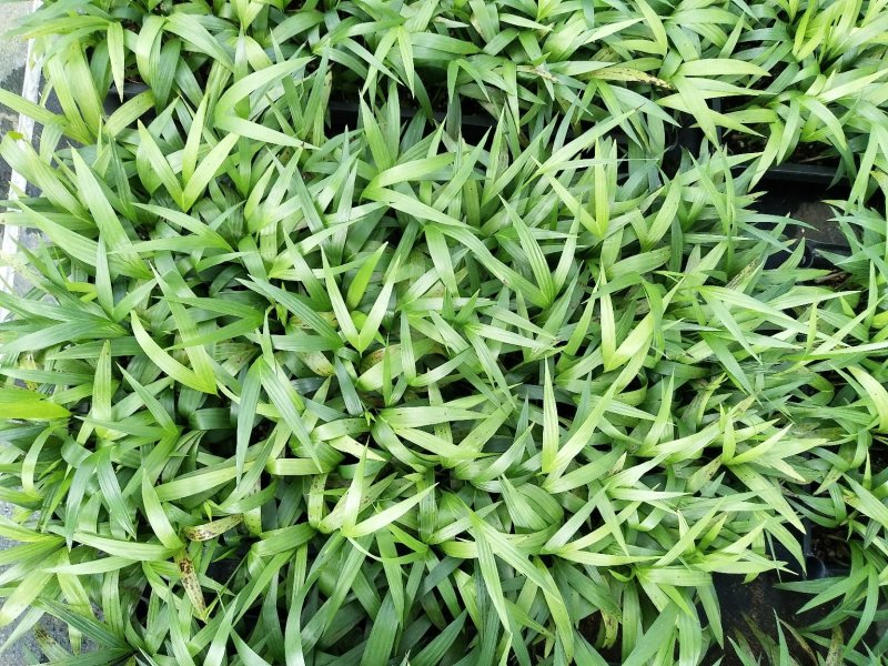 夏威夷椰子苗盆栽花卉室内观叶植物四季常青绿植
