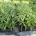 夏威夷椰子苗盆栽花卉室内观叶植物四季常青绿植
