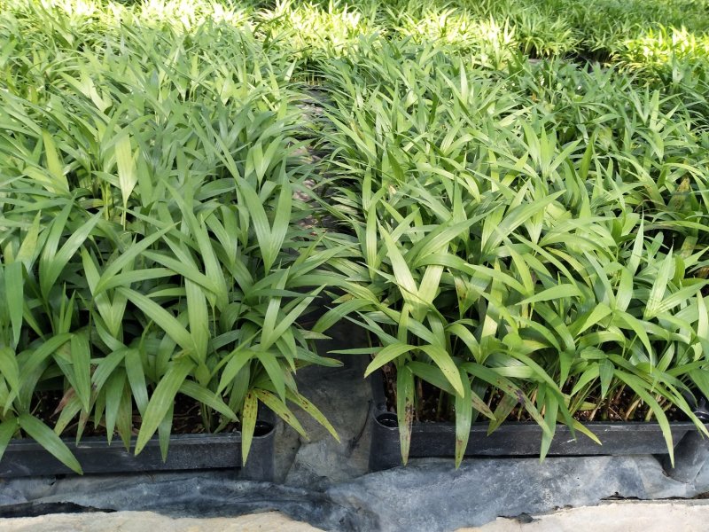 夏威夷椰子苗盆栽花卉室内观叶植物四季常青绿植