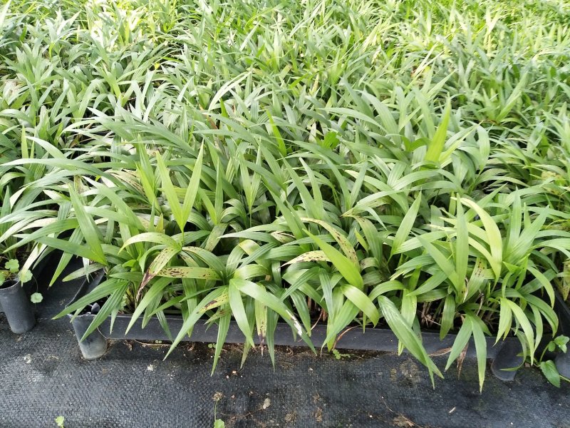 夏威夷椰子苗盆栽花卉室内观叶植物四季常青绿植