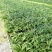夏威夷椰子苗盆栽花卉室内观叶植物四季常青绿植