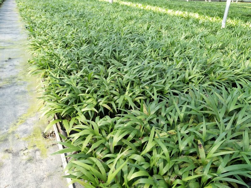 夏威夷椰子苗盆栽花卉室内观叶植物四季常青绿植