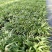 夏威夷椰子苗盆栽花卉室内观叶植物四季常青绿植
