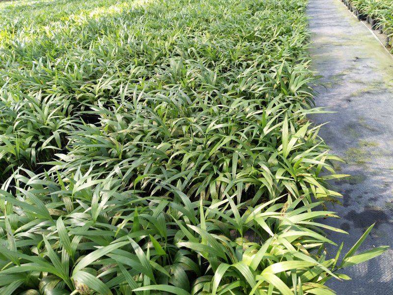 夏威夷椰子苗盆栽花卉室内观叶植物四季常青绿植