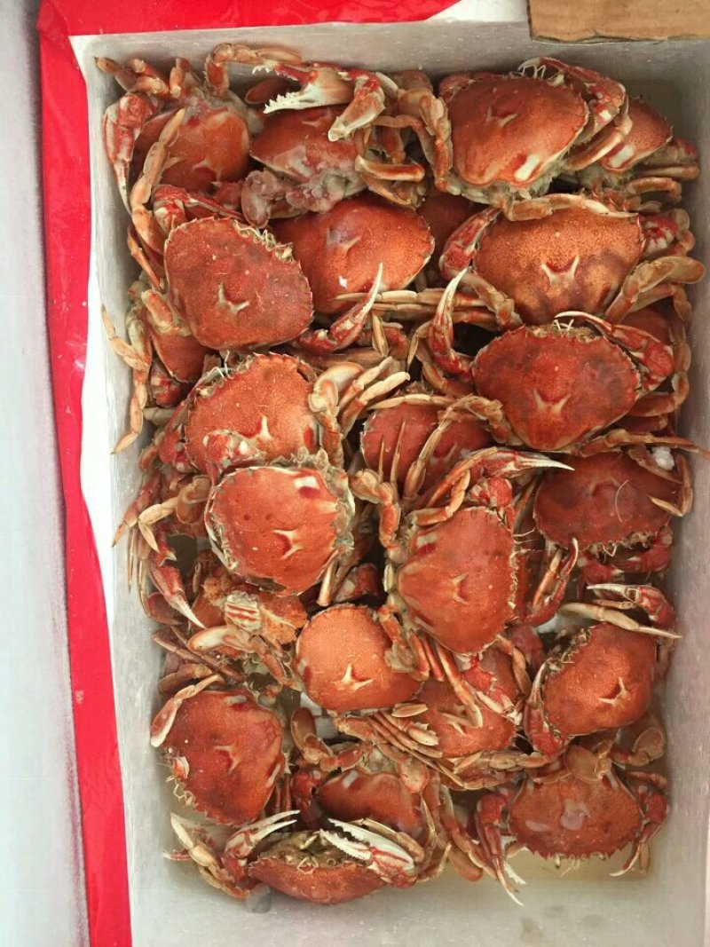 单冻鱿鱼