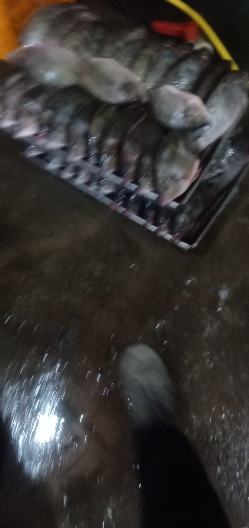 新鲜准备冻鱼了