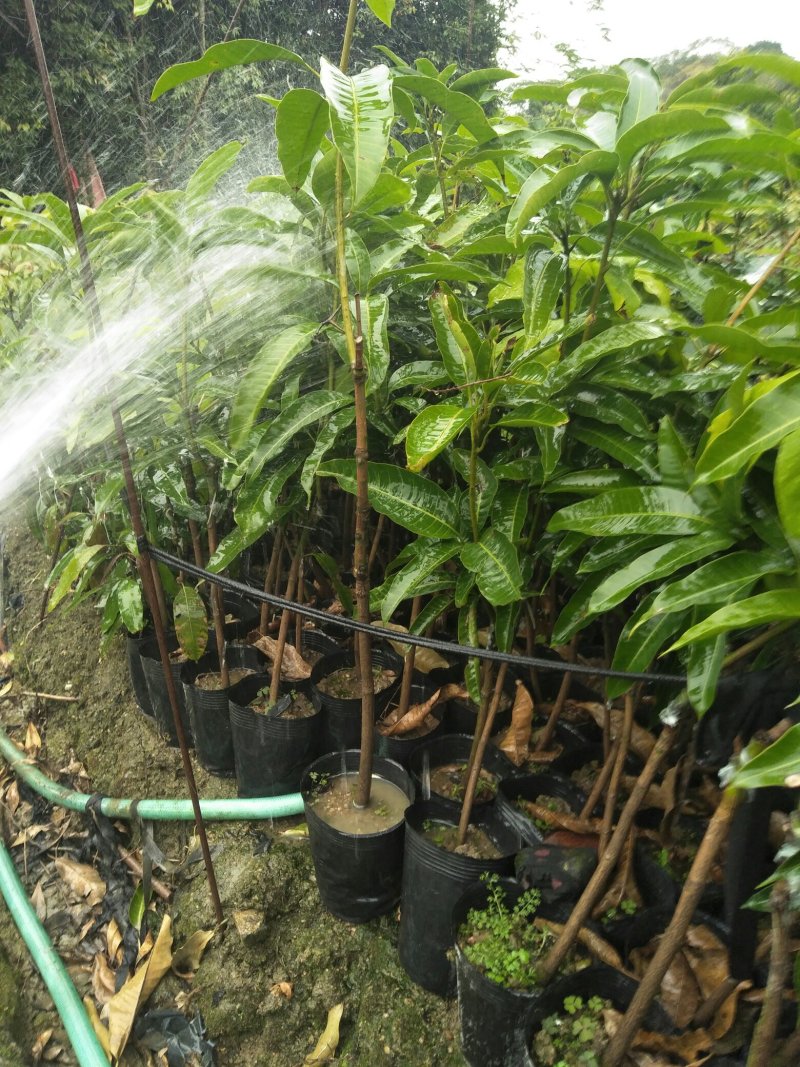 (包邮.包技术)金煌芒，四季蜜芒嫁接苗次年可挂果