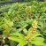 金皇芒树苗(原土杯嫁接苗)地径1公分以上