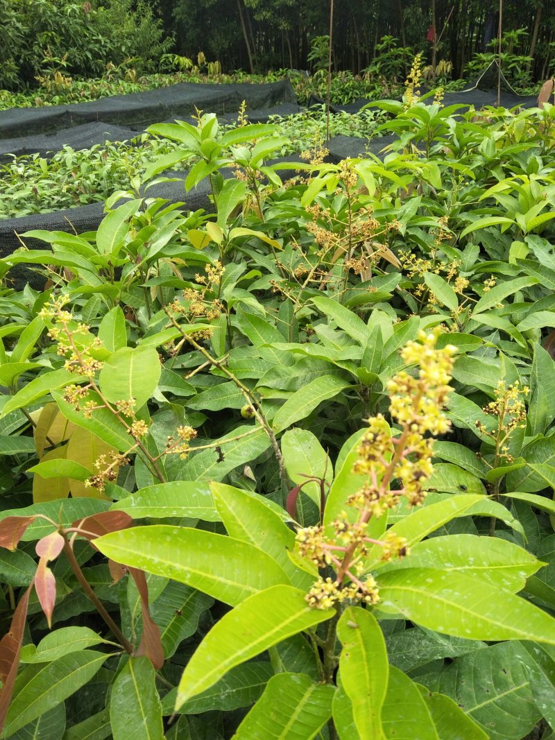 金皇芒树苗(原土杯嫁接苗)地径1公分以上