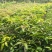 金皇芒树苗(原土杯嫁接苗)地径1公分以上