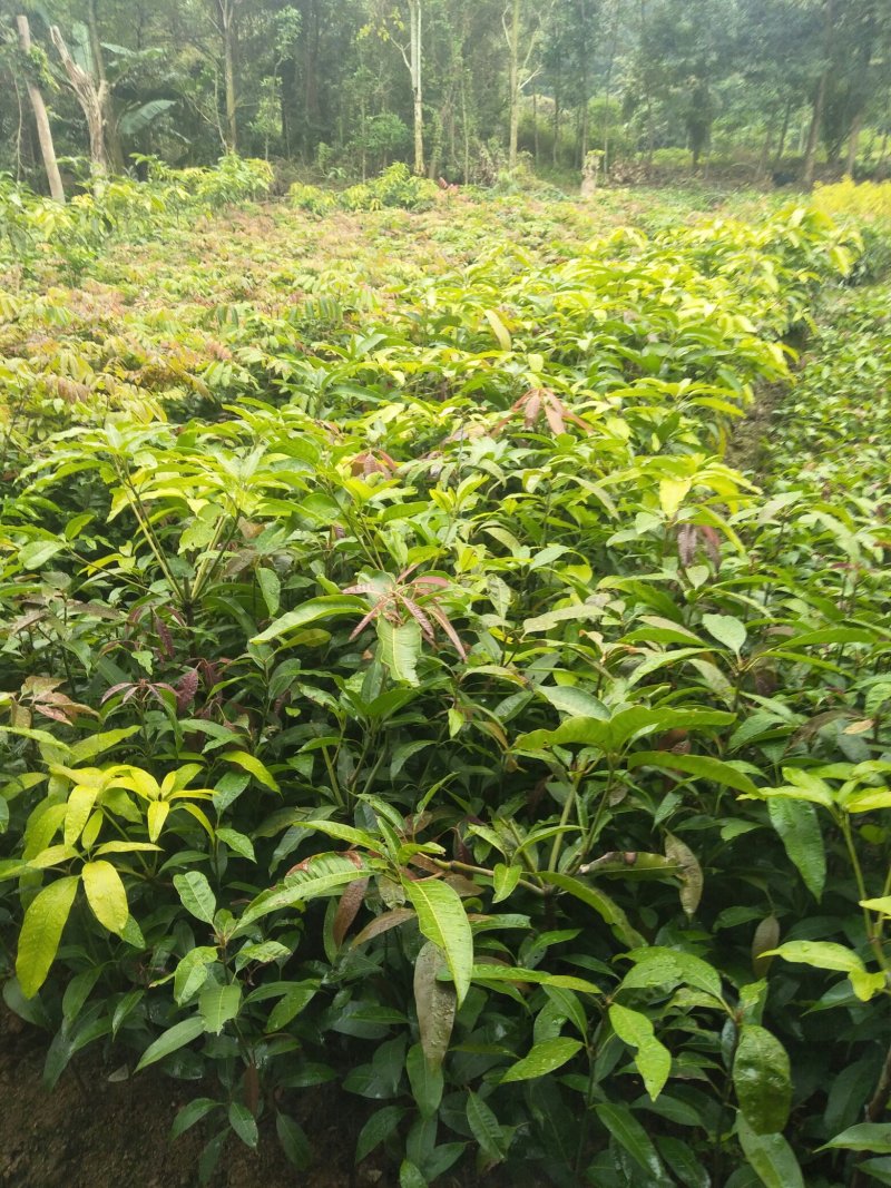 金皇芒树苗(原土杯嫁接苗)地径1公分以上
