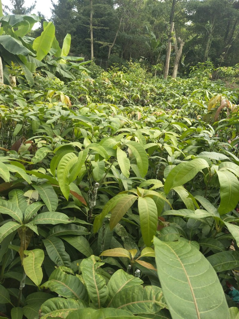 金皇芒树苗(原土杯嫁接苗)地径1公分以上