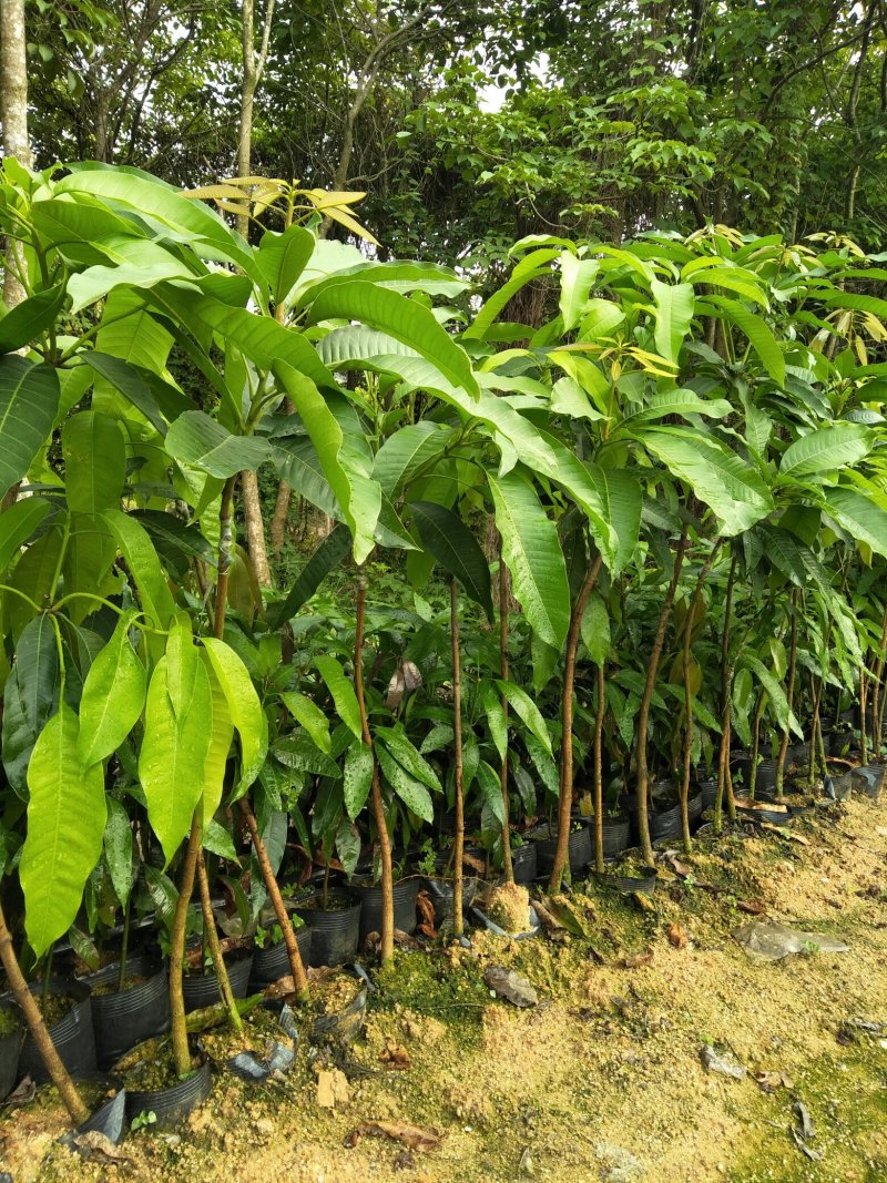 金皇芒树苗(原土杯嫁接苗)地径1公分以上