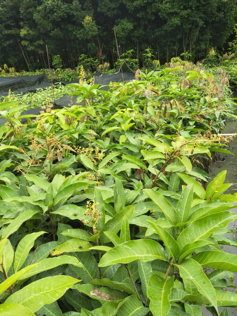 金皇芒树苗(原土杯嫁接苗)地径1公分以上