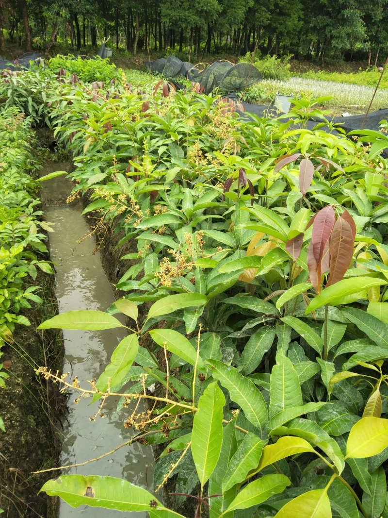芒果苗，四季蜜芒果树苗(大小规格都有)原土杯带叶出售